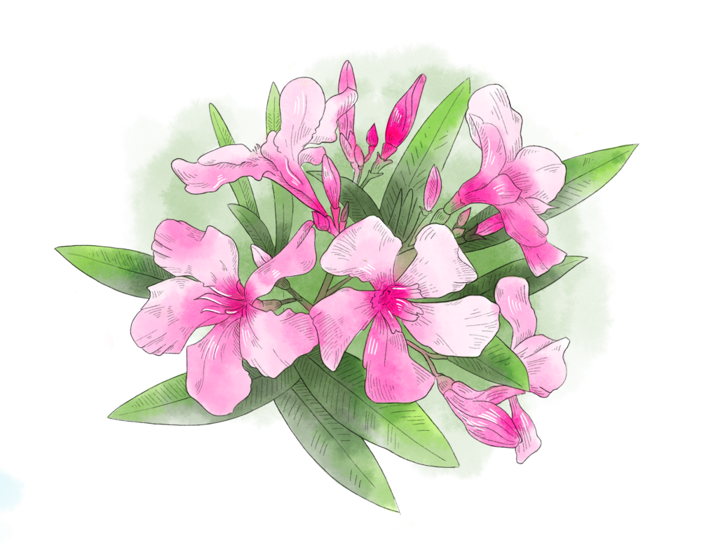 illustration laurier argeles sur mer par argence ho5